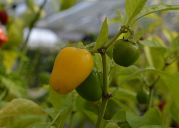 Chili "Jalapeno" gelb (Pflanze)